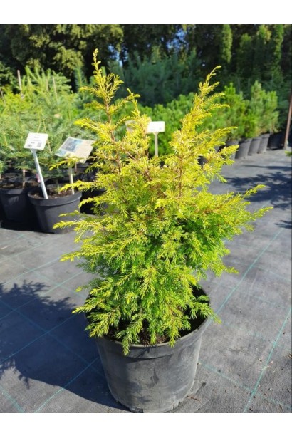 Можжевельник обыкновенный Голд Кон - 5л/вис.35-45см/Ø15-25см